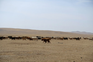 枯れた草原で餌を探すヤギの群れ。バルーンウルトへの道中で