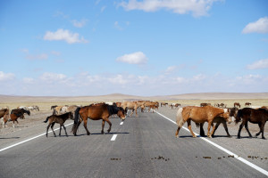 道路を横切る馬の群れ